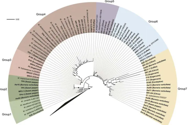 Figure 1 - Phylogenetic analysis of the 16S rRNA gene. Bootstrap values (1000 repetitions) above 50% are represented by solid circles next to tree branches