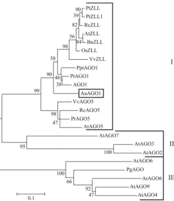 Figure 3 - Phylogenetic tree of WOX proteins. Multiple alignments were done using ClustalW (version 1.74) software