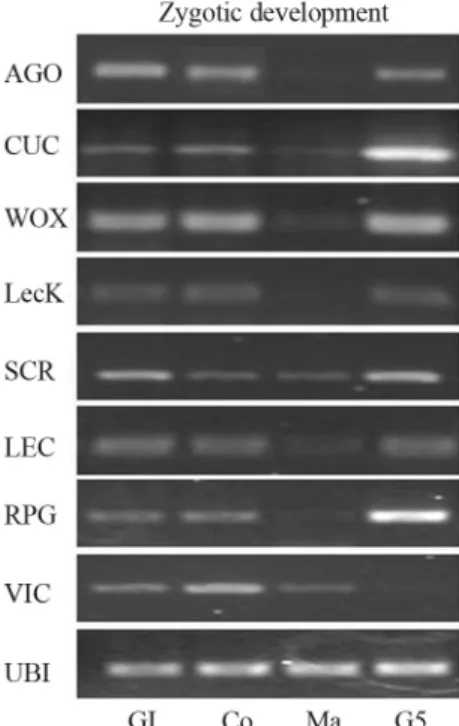 Figure 5 - Expression of embryogenesis-regulating genes (ARGONAUTE (AaAGO), CUP-SHAPED COTYLEDON1 (AaCUC), wushel-related WOX (AaWOX), S-locus lectin protein kinase (AaLecK), SCARECROW-like (AaSCR), VICILIN 7S (AaVIC), LEAFY COTYLEDON 1 (AaLEC), and a Reve