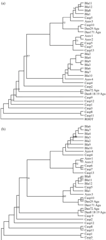 Figure 2 - Molecular phylogenetic trees inferred by partial D-loop se- se-quences analysis by Neighbor-Joining (A) and Maximum Likelihood (B) in A