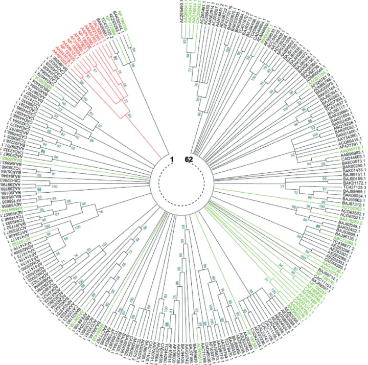 Figure 3 - Neighbor-Joining phylogenetic comparison of Triticeae and non Triticeae NBS-encoding genes and RGAs