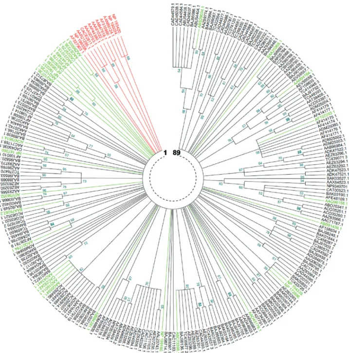Figure 4 - Maximum parsimony phylogenetic comparison of Triticeae and non Triticeae NBS-encoding genes and RGAs