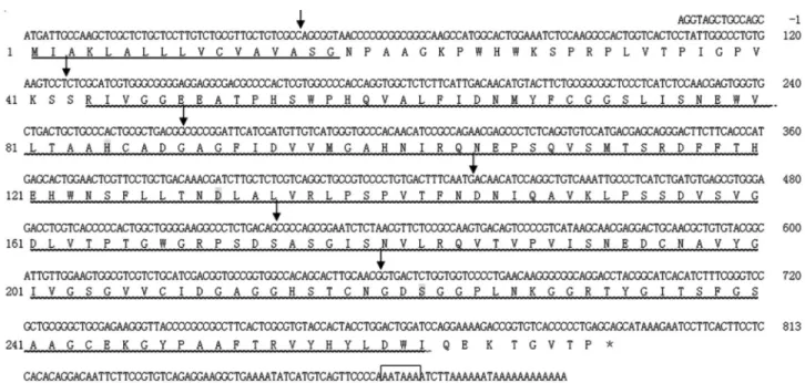 Figure 1 - Nucleotide and deduced amino acid sequences of the SpCHY gene (GenBank accession no