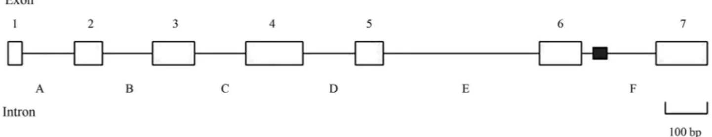 Figure 2 - Organization of theSpCHY gene. The positions of the exons (open boxes 1-7), introns (A-F), and CA repeat sequence (filled box) are denoted.
