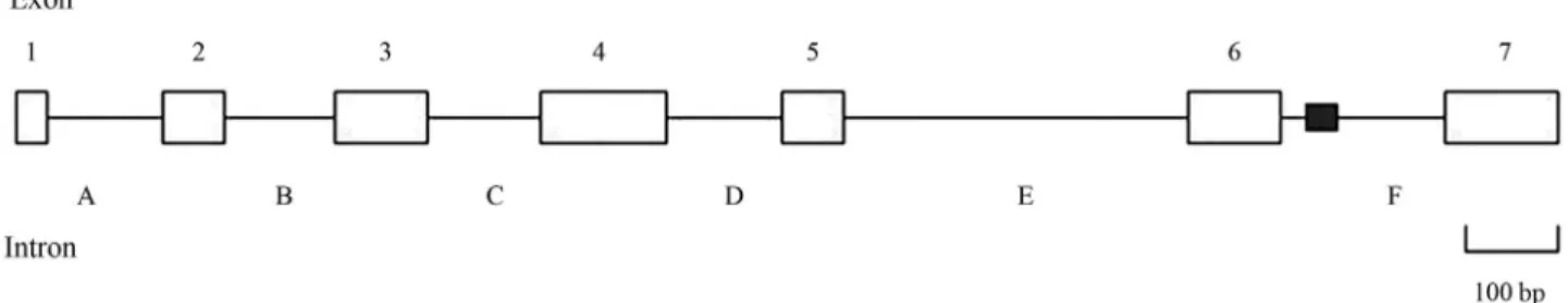 Figure 2 - Organization of theSpCHY gene. The positions of the exons (open boxes 1-7), introns (A-F), and CA repeat sequence (filled box) are denoted.