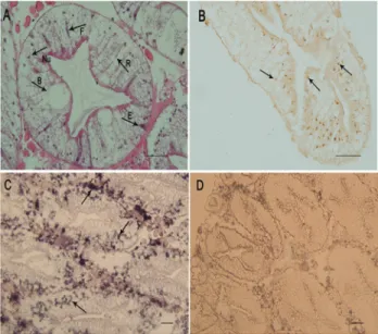 Figure 6 - Transcript profiles of SpCHY in hepatopancreas of S.