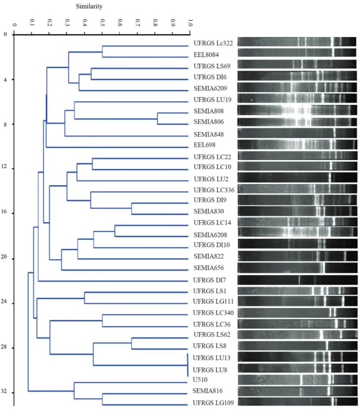Figure 1 - Dendrogram of genetic similarity based on UPGMA cluster analysis using the Jaccard coefficient (PAST software)