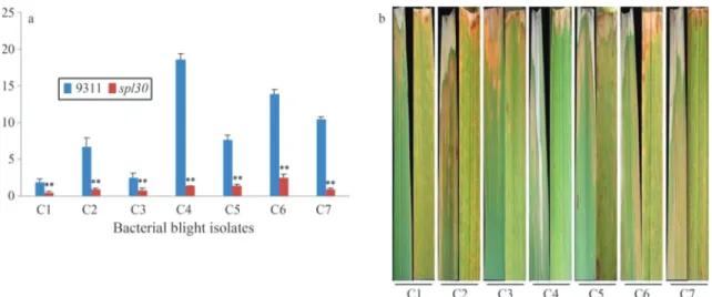 Figure 5 - Analysis of lesions in leaves of wild-type and spl30 plants after inoculation with bacterial blight isolates