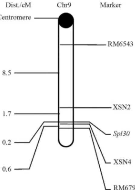 Figure 6 - Linkage relationships of spl30 with its markers on chromosome 9 of rice.