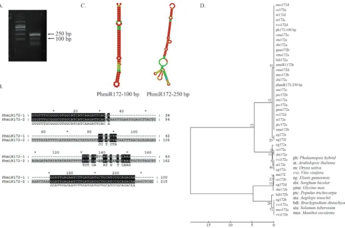 Figure 2 - Cloning and sequence analysis of Phalaenopsis miR172s. (A) PCR amplification of novel PhmiR172 sequences