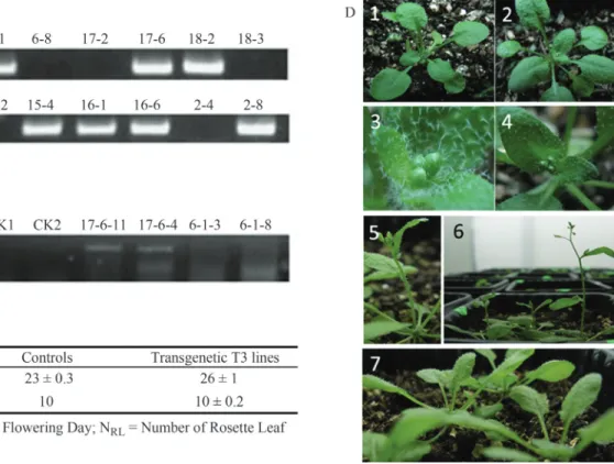 Figure 4 - Identification and characterization of transgenic and wild-type Arabidopsis