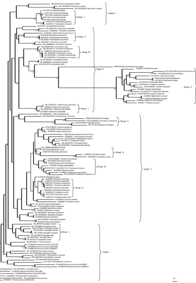 Figure 1 - Phylogenetic relationship of genes encoding proteins in the cerato-platanin family