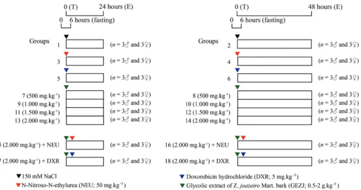 Figure 1 - Experimental protocol for assessing the mutagenic and antimutagenic activity of a glycolic extract of Z
