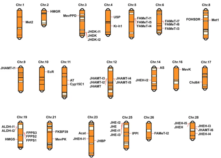 Figure 1 - Chromosomal distribution of JH-related genes in B. mori. Based on the assembly of the whole-genome sequence and single-nucleotide poly- poly-morphism (SNP) markers linkage map forB