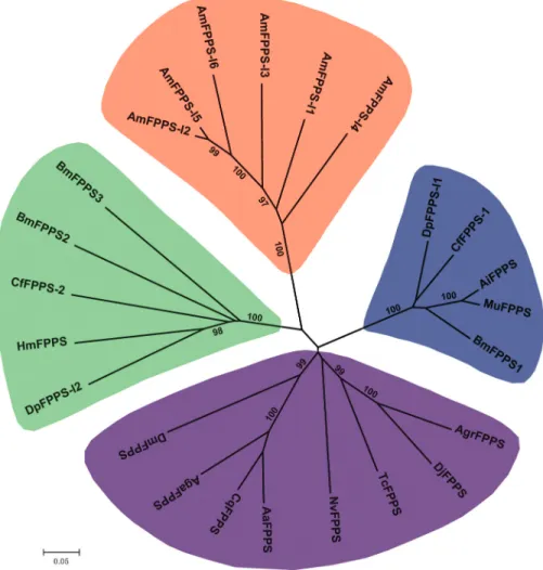 Figure 2 - Phylogenetic tree of the FPPS genes from B. mori and other insects. Based on the multiple alignments of the amino acid sequences of FPPS proteins from B
