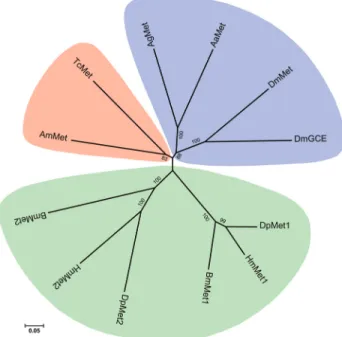 Figure 3 - Phylogenetic tree of the Met genes in B. mori and other insects.