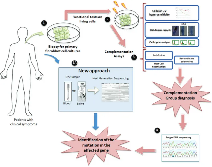 Figure 5 - Strategies for molecular diagnosis of XP patients. Identification of XP gene mutation based on a series of biological and biochemical assays us- us-ing primary cells obtained from patient skin biopsies