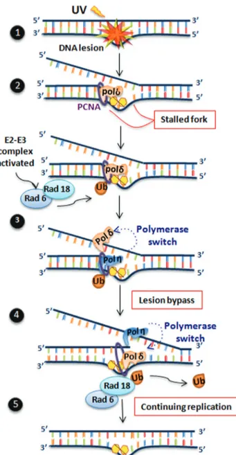 Figure 3 - Schematic representation of translesion synthesis (TLS) by Pol h. The replication fork is blocked by DNA damage, and after a series of events (including the monoubiquitination of PCNA), a polymerase switch provides DNA polymerase eta (XP-V) with