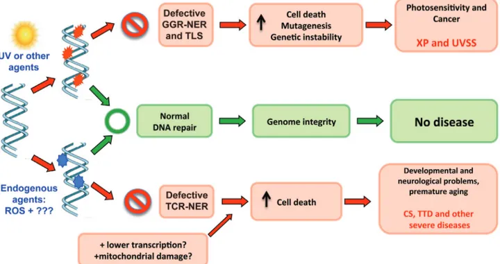 Figure 4 - The consequences of DNA damage and how defective NER and TLS may explain certain clinical phenotypes