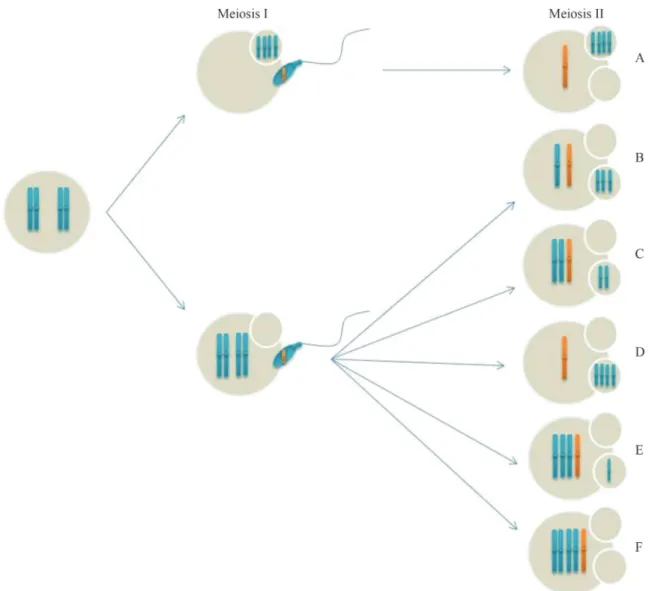Figure 2 - Possibilities of segregation during second division from an abnormal oocyte by non-disjunction