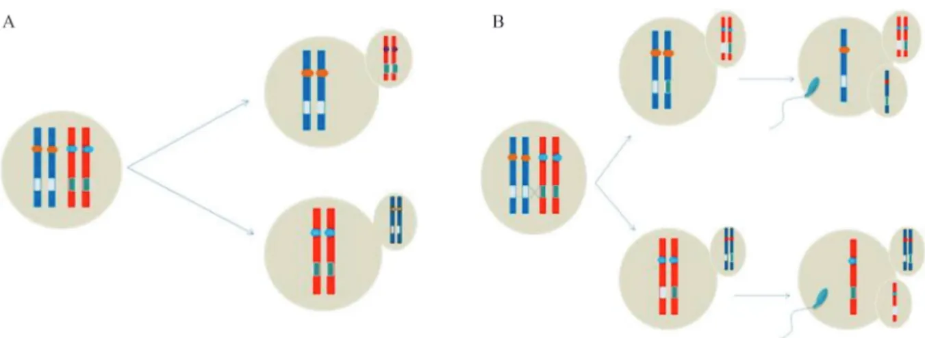 Figure 4 - Segregation with and without cross-over. (A) Normal segregation without cross-over at the level of the mutated gene
