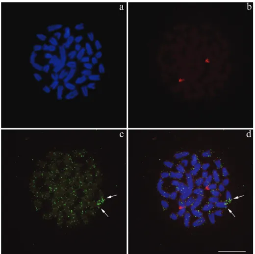 Figure 3 - Karyomorph A metaphase (a) evidencing the 18S rDNA (b) and H3 histone gene (c) hybridization patterns; (d) DAPI-stained metaphase with overlapping images of the 18S rDNA and H3 histone gene