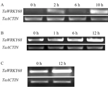 Figure 8 - TaWRKY68 gene expressions under biotic stresses. A: