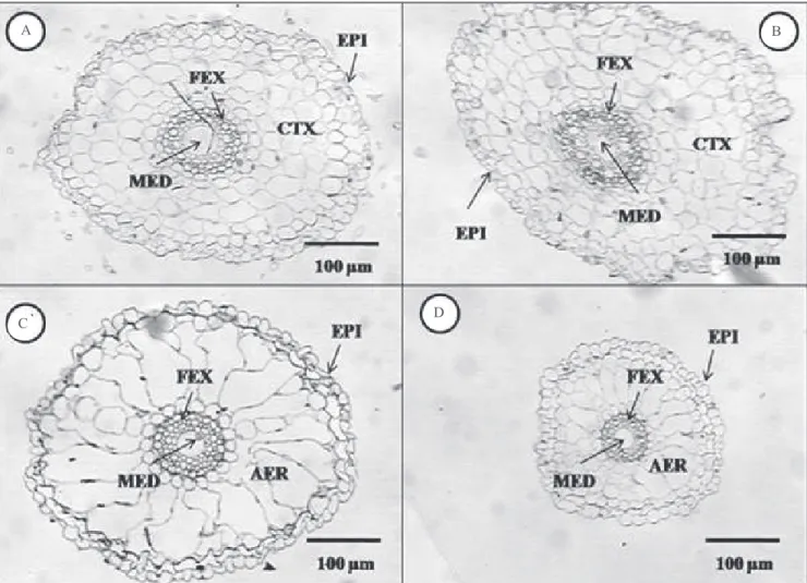 Figura 2.  Seção transversal de raízes de biótipos de capim arroz resistente (A) e suscetível (B) sem herbicida, e resistente (C)  e suscetível (D) com herbicida quinclorac