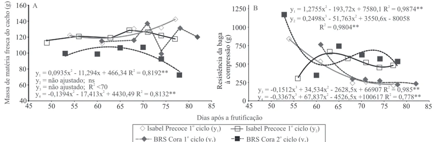 Figura 1. Massa de matéria fresca do cacho (A) e resistência da baga à compressão (B), nas uvas 'Isabel Precoce' e 'BRS  Cora', avaliadas durante a maturação dos frutos, em dois ciclos de produção sucessivos no ano de 2010