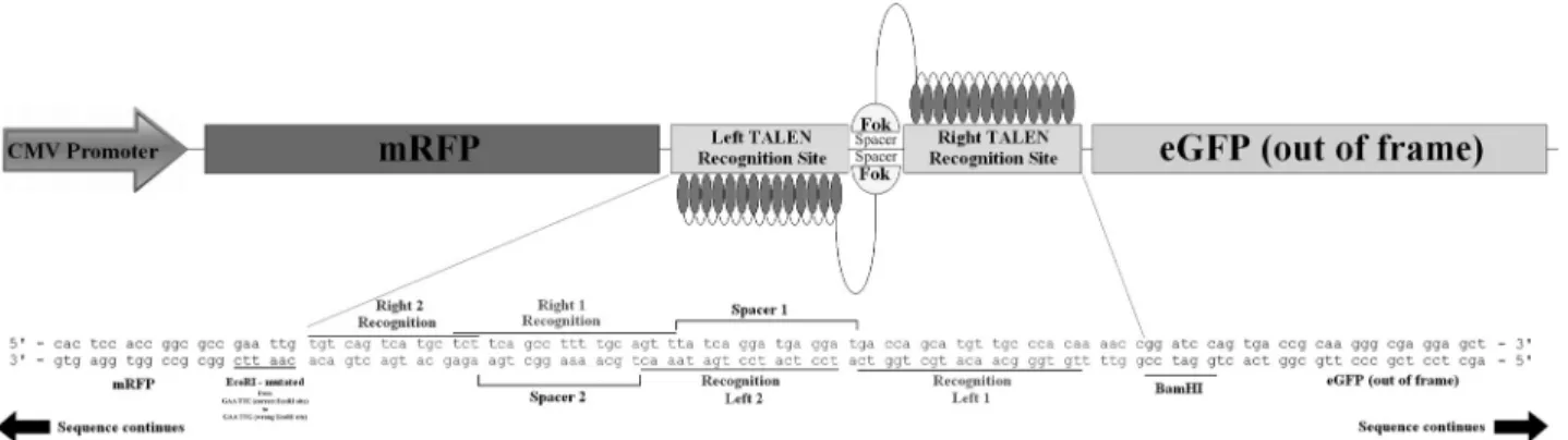 Figure 2 - Structure of the reporter plasmid pRGS-CR. A 66-bp sequence encoding both TALEN targets was inserted between red fluorescent protein (RFP) and green fluorescent protein (GFP) fused genes in plasmid pRGS-CR