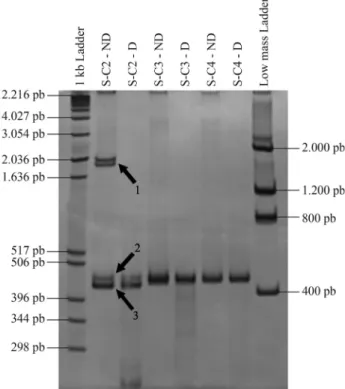 Figure 5 - T7-endonuclease assay to confirm the existence of hetero- hetero-duplexes. Five microliters of PCR product from three TA-positive  colo-nies (S-C2, S-C3 and S-C4, the same as used in Figure 4) were hybridized with an equal amount of a correspond