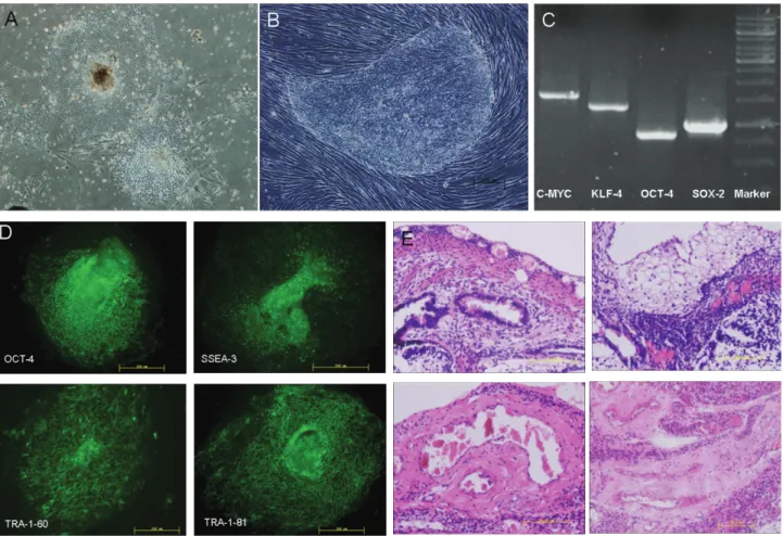 Figure 1 - Morphology and identify of ESCs grown with (A) and without (B) feeder layer medium