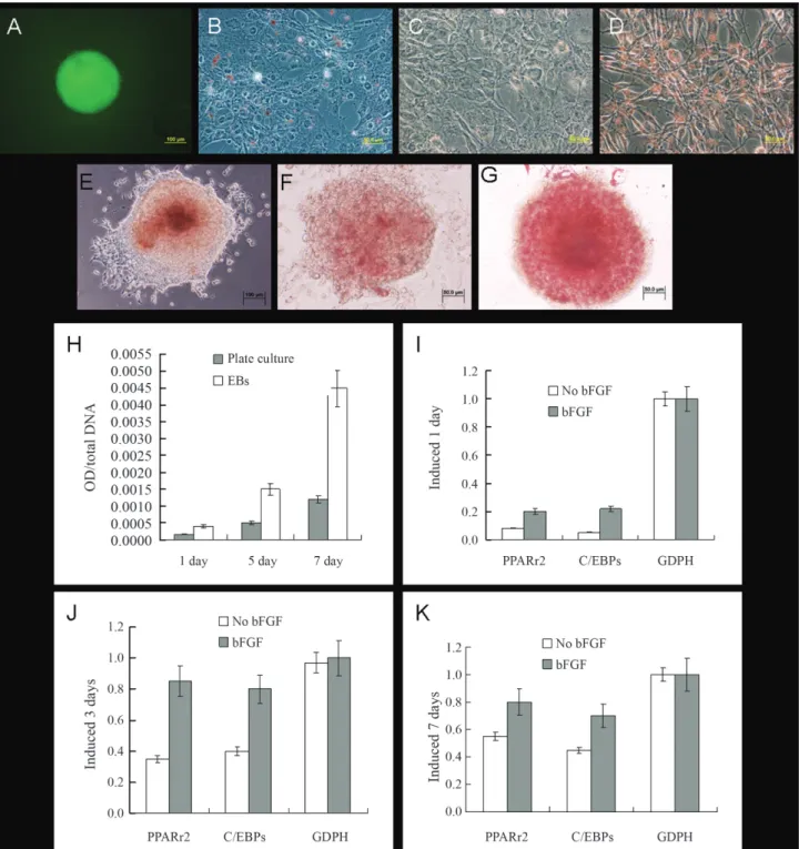 Figure 4 - Adipocyte induction in EBs. (A) EB formed by MECs. (B-D) Adipocytes induced after 1, 3 and 7 days, respectively, in plate cultures