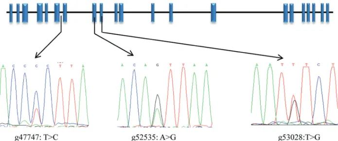 Figure 2 - Schematic representation of the NCAPG gene showing the location of the three SNPs