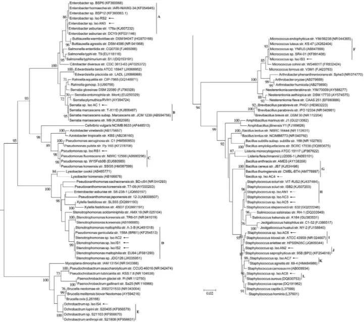Figure 1 - Phylogenetic inference of the tick egg associated bacteria using 16S rRNA gene sequences