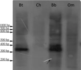 Figure 1 - Bos taurus genomic DNA digested with HaeIII and hybridized to probe Bt1. Signals are detected in genera Bos and Bison, but not in  gen-era Ovis and Capra