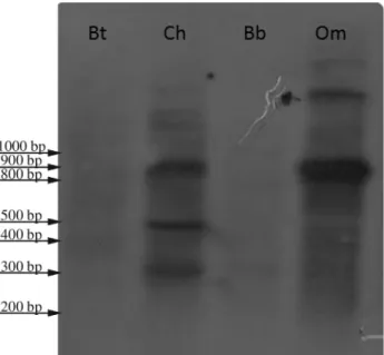 Figure 2 - Ovis orientalis musimon genomic DNA digested with AluI and hybridized to probe Om1