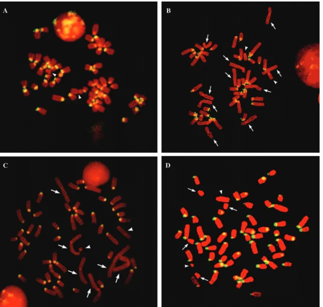Figure 3 - Fluorescence in situ hybridization. A) Chromosomes from Bos taurus hybridized to probe Bt1