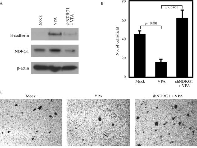 Figure 4 - Knockdown of NDRG1 relieves the VPA-mediated suppression of PC3 invasiveness