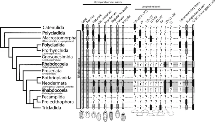 Figure 7 - Evolution of the nervous system in flatworms. Important characters/features of the nervous system of platyhelminths are reconstructed into most recent phylogenies (Laumer and Giribet, 2014; Laumer et al., 2015; Egger et al., 2015)