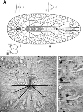 Figure 1 - Polyclad nervous system organization: Category I. A. Sche- Sche-matic representation includes cross sections at the level of the brain (i) and at the level of the n6 nerve pair (ii); detail of the brain is shown below (iii) B