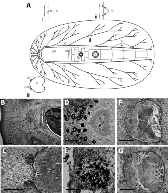 Figure 2 - Polyclad nervous system organization: Category II. A. Schematic representation includes cross sections at the level of the brain (i) and at the level of the n6 nerve pair (ii); detail of the brain is shown below (iii)