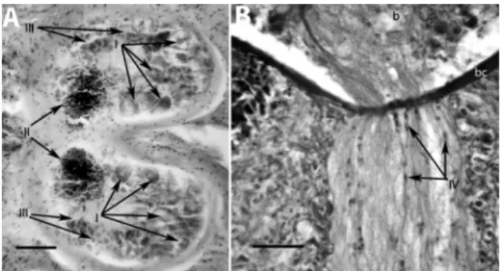 Figure 4 - Polyclad brain cell types. Longitudinal sections of the brain and nervous branches show distinguishable brain cells in Styloplanocera fasciata