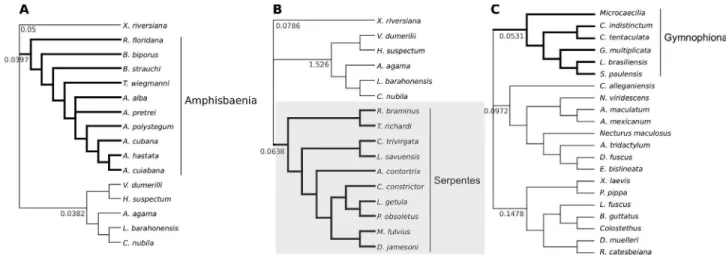 Figure 1 - Topology used for test models of molecular signatures of HoxA13 in limbless lineages