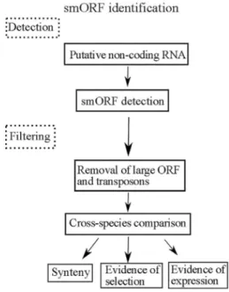 Figure 2 - Schematic drawings of the generation of biologically active short peptides