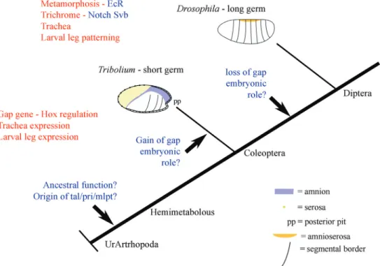 Figure 3 - Evolution and functional role of Mlpt/Tal/Pri in arthropods. Several arthropods display an ortholog of Mlpt/Tal/Pri (original alignments and phylogenetic trees from Galindo et al., 2007 and Savard et al., 2006)