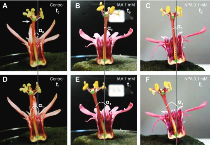 Figure 1 - Images of flowers of P. sanguinolenta showing the androgynophore before (A, B, C) and after (D, E, and F) mechano-stimulation, after being treated with water (control, A and D), IAA 1 mM (B and E) and NPA 0.1 mM (C and F)