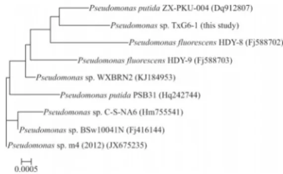 Figure 1 - Rooted neighbor-joining distance matrix tree derived from the 16S rRNA gene sequences of TXG6-1 and related bacterial