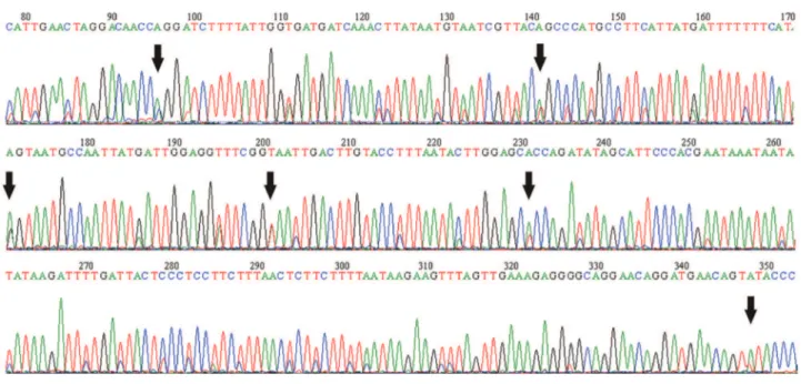 Figure 1 - Chromatogram of a segment of the COI gene after the second sequencing round for Tera1