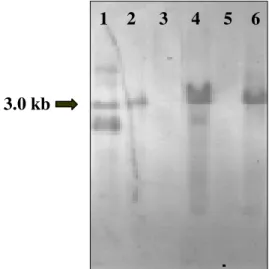 Figure 1: Detection of the cry3A gene in recombinant strains by Southern blot, using an internal fragment as a probe